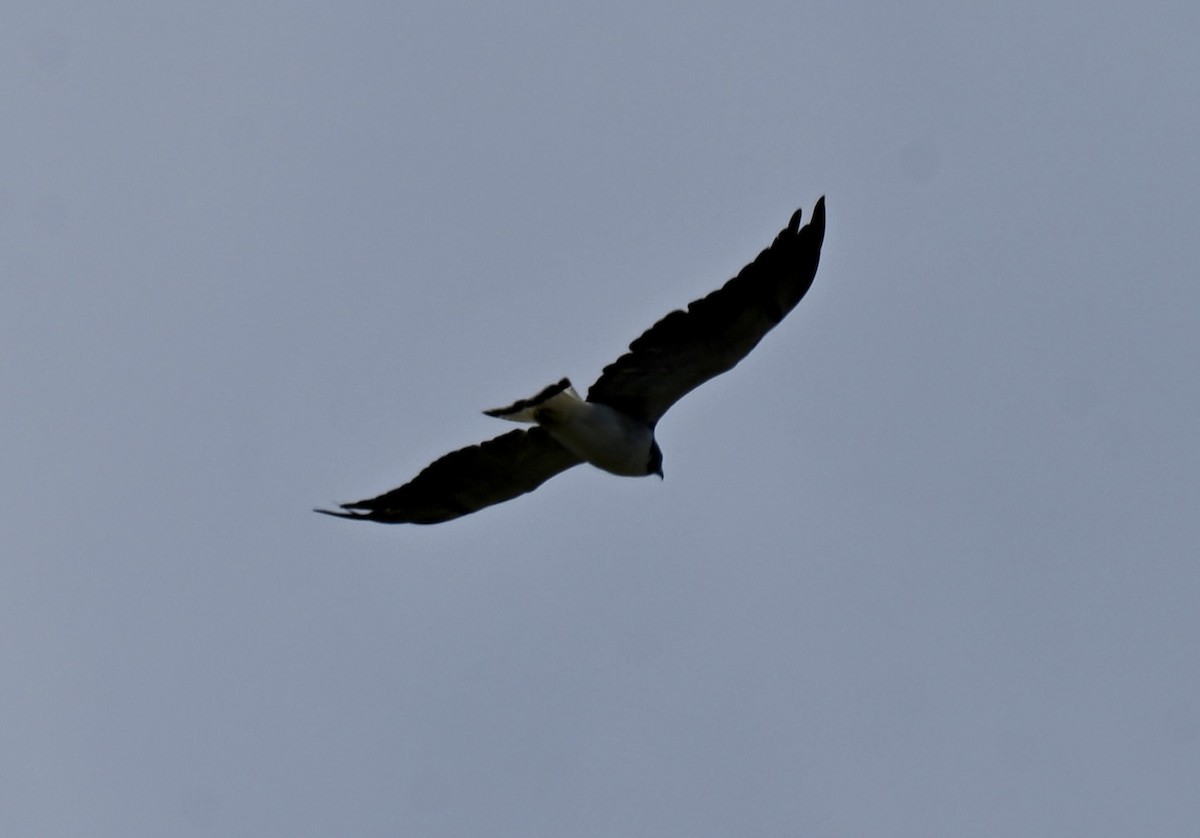 White-tailed Hawk - ML643959634