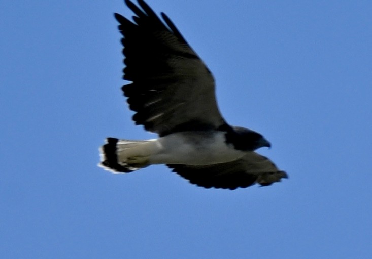 White-tailed Hawk - ML643959635