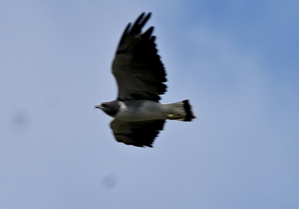 White-tailed Hawk - ML643959636