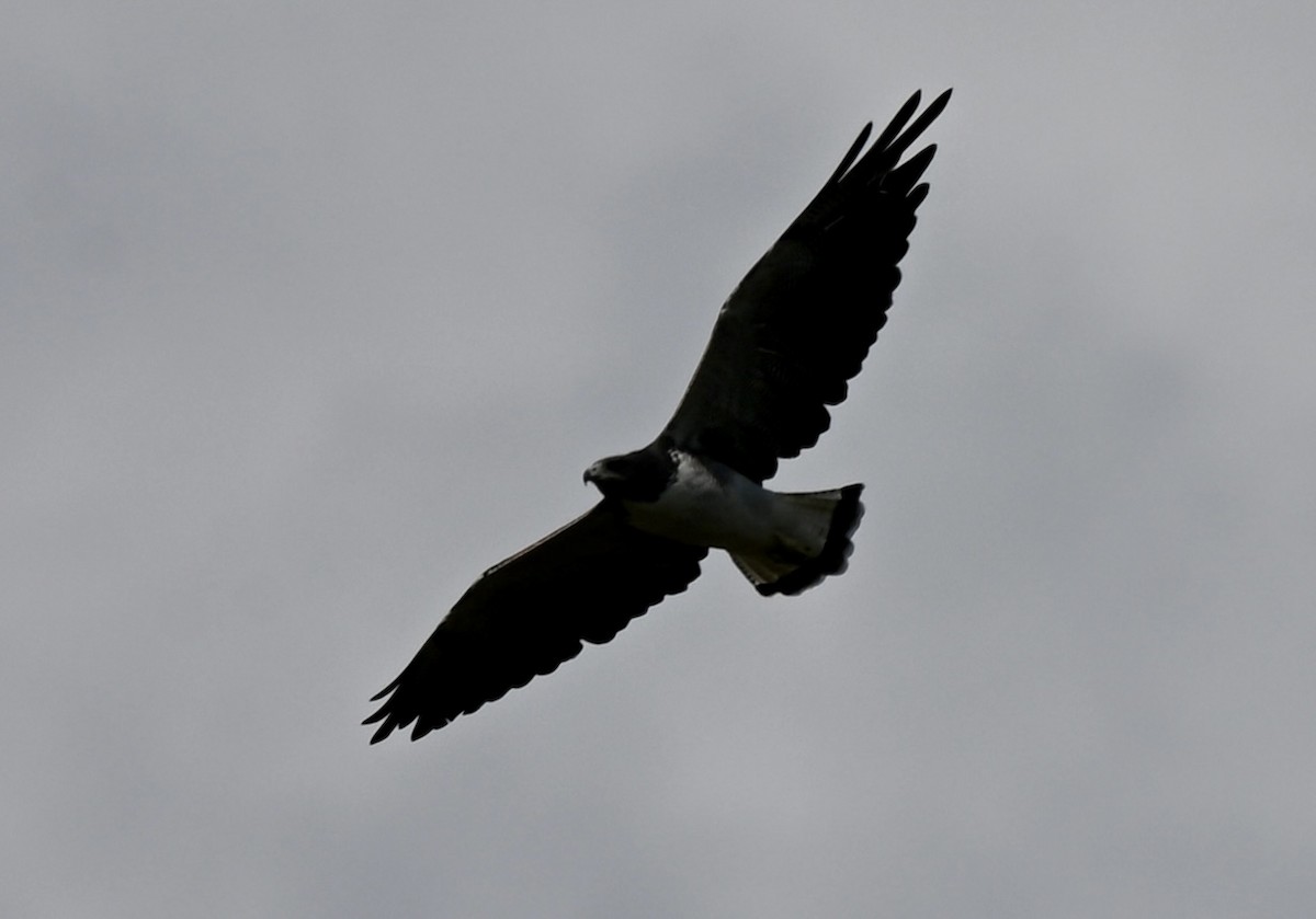 White-tailed Hawk - ML643959637