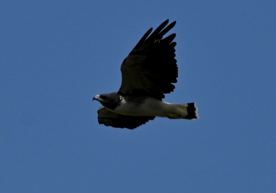 White-tailed Hawk - ML643959638
