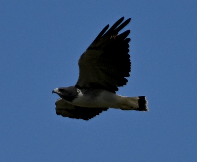 White-tailed Hawk - ML643959639