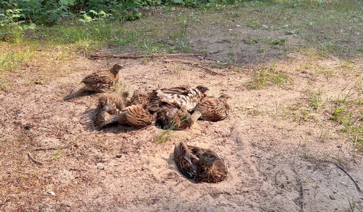 Ruffed Grouse - ML643959641