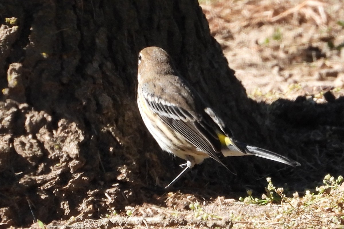 lesňáček žlutoskvrnný - ML643959644