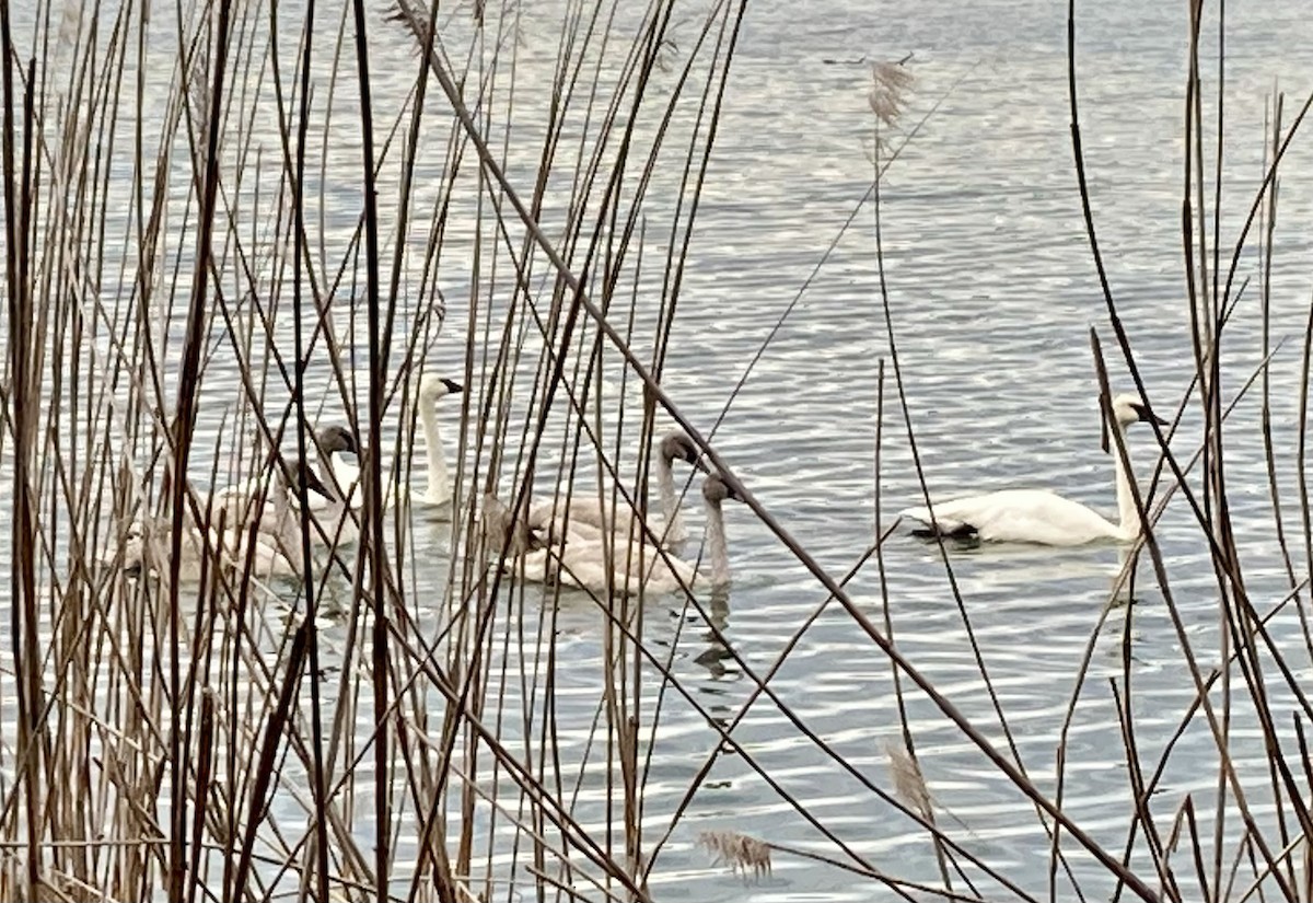 Trumpeter Swan - ML643959667