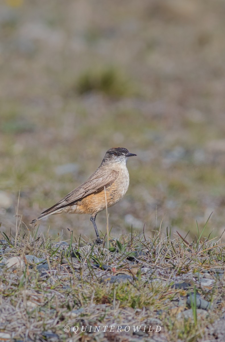 kanelmarktyrann - ML643959669