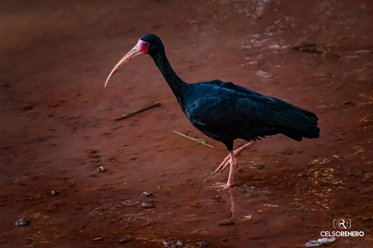 rødmaskeibis - ML643959673