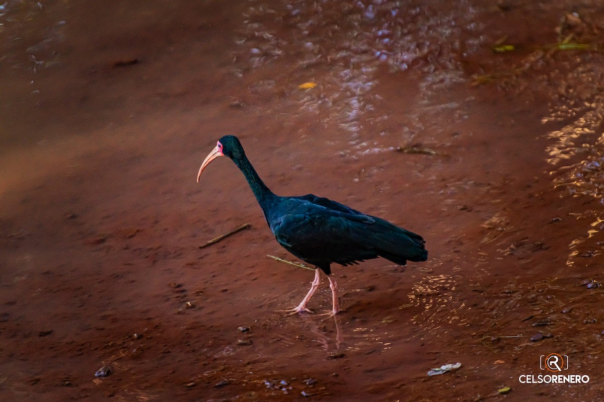 rødmaskeibis - ML643959675