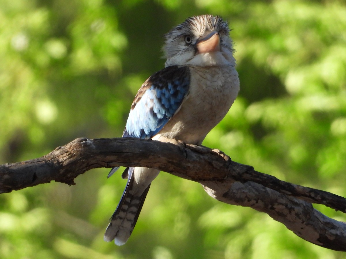 Blue-winged Kookaburra - ML643959676