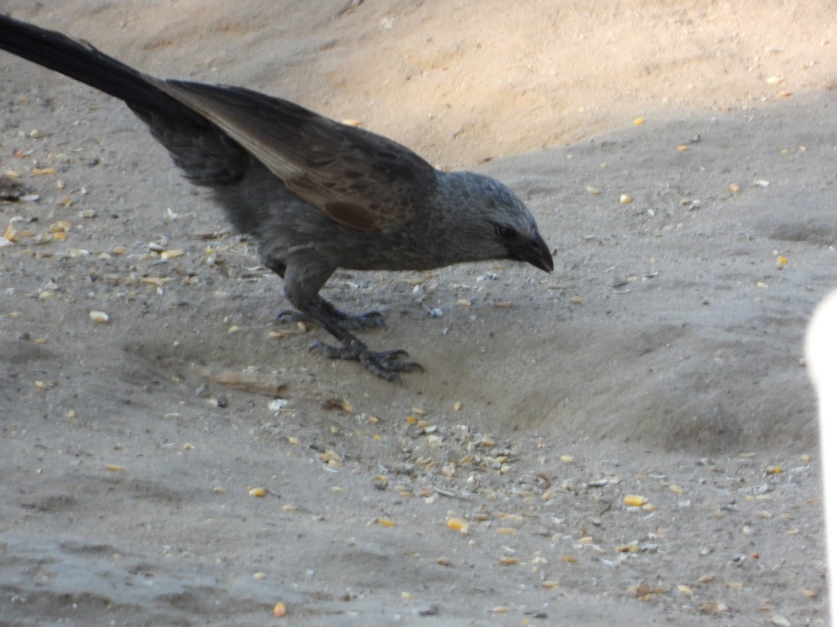 Apostlebird - ML643959678