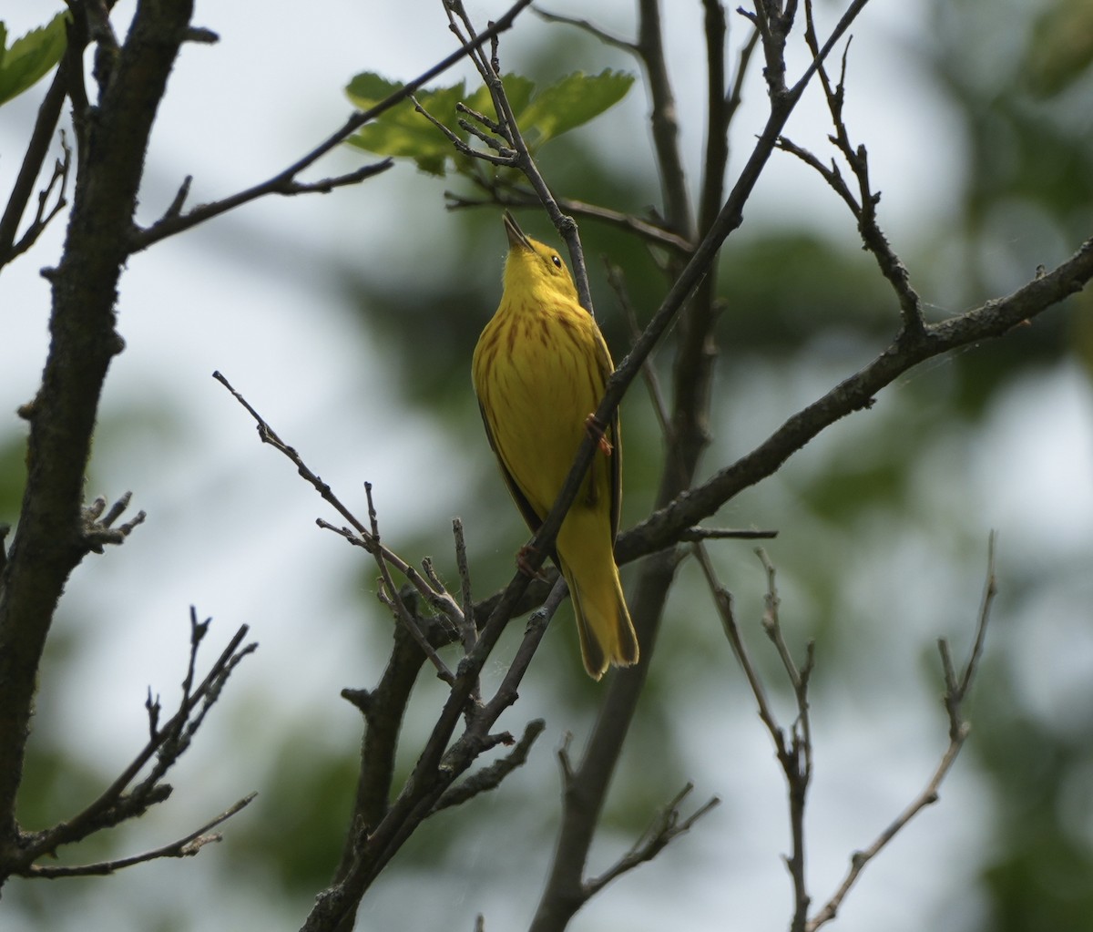 Paruline jaune - ML643959700