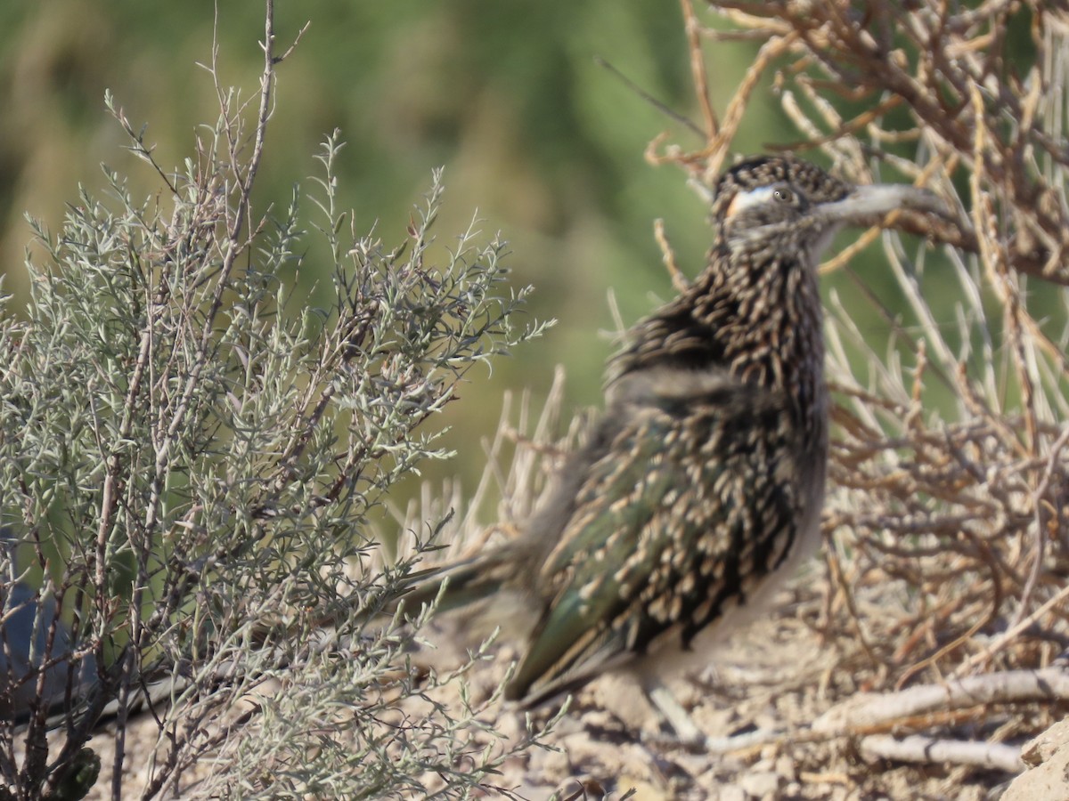 Greater Roadrunner - ML643959708