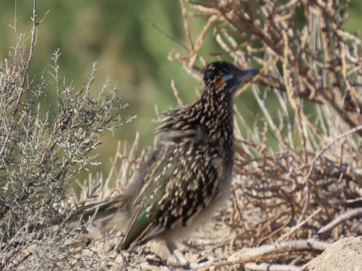 Greater Roadrunner - ML643959709