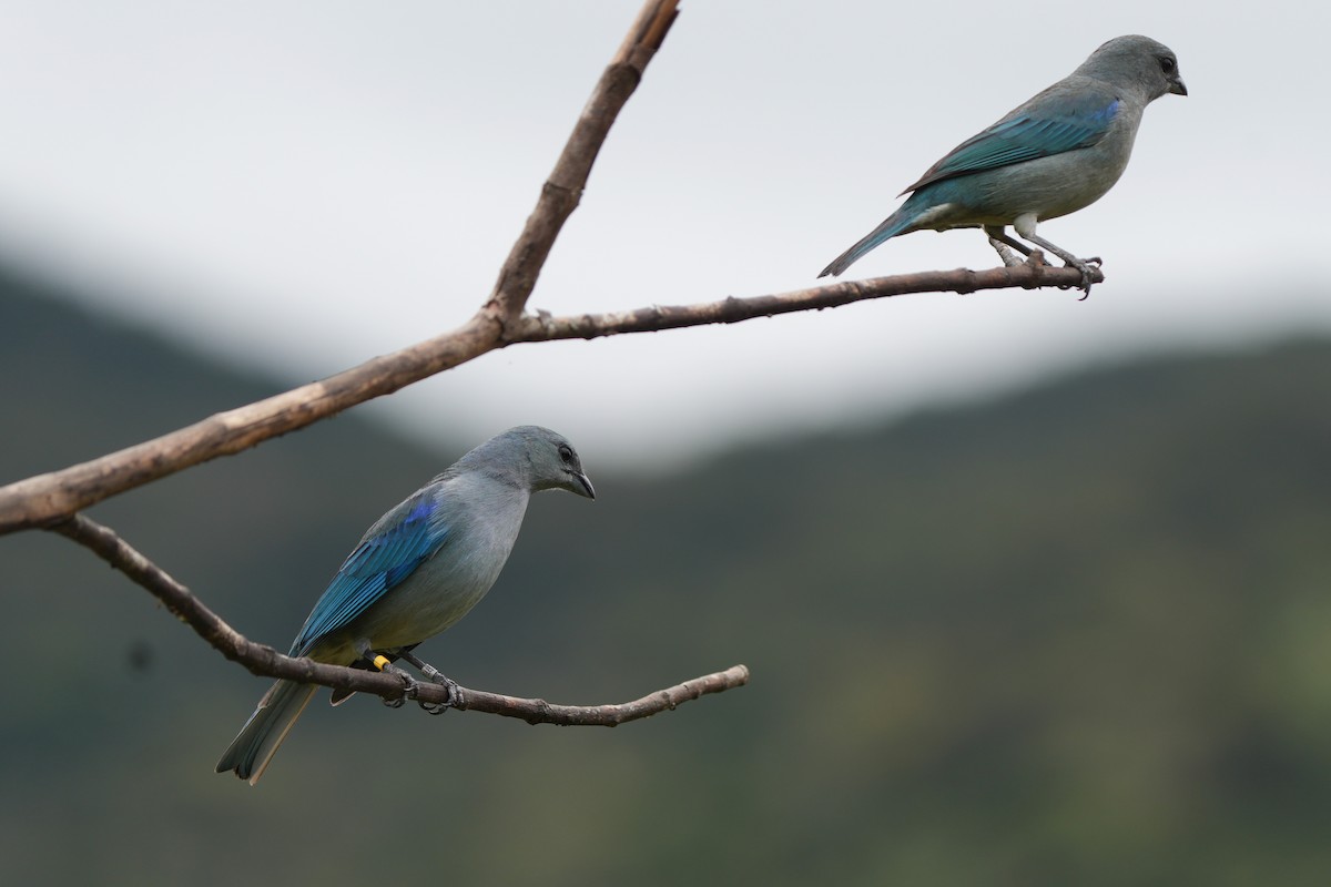 Azure-shouldered Tanager - ML643959728