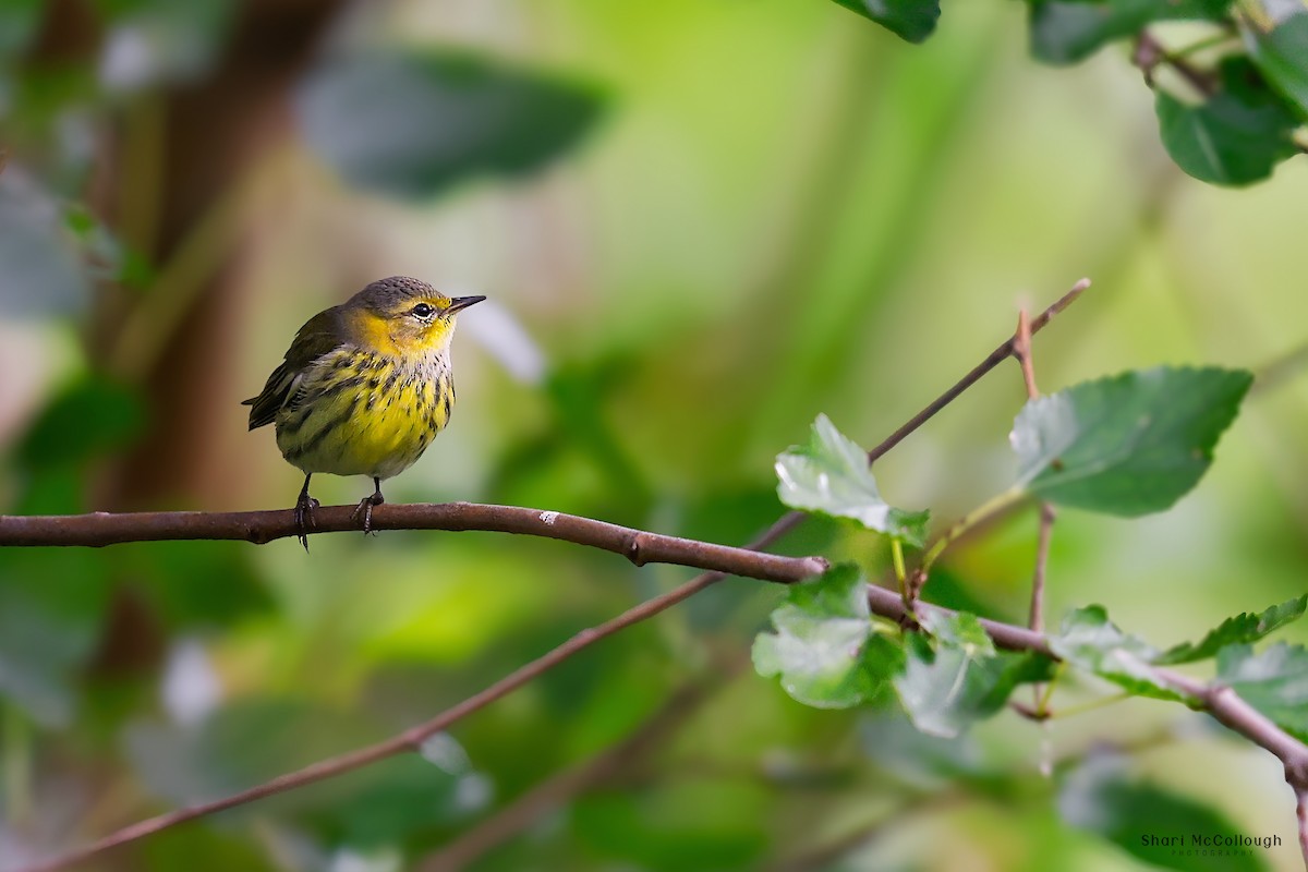Cape May Warbler - ML643959740