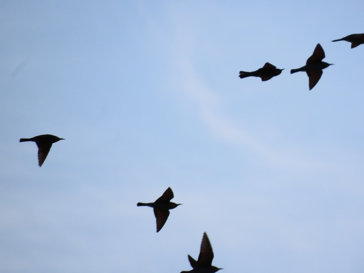 Guêpier d'Europe - ML643959748