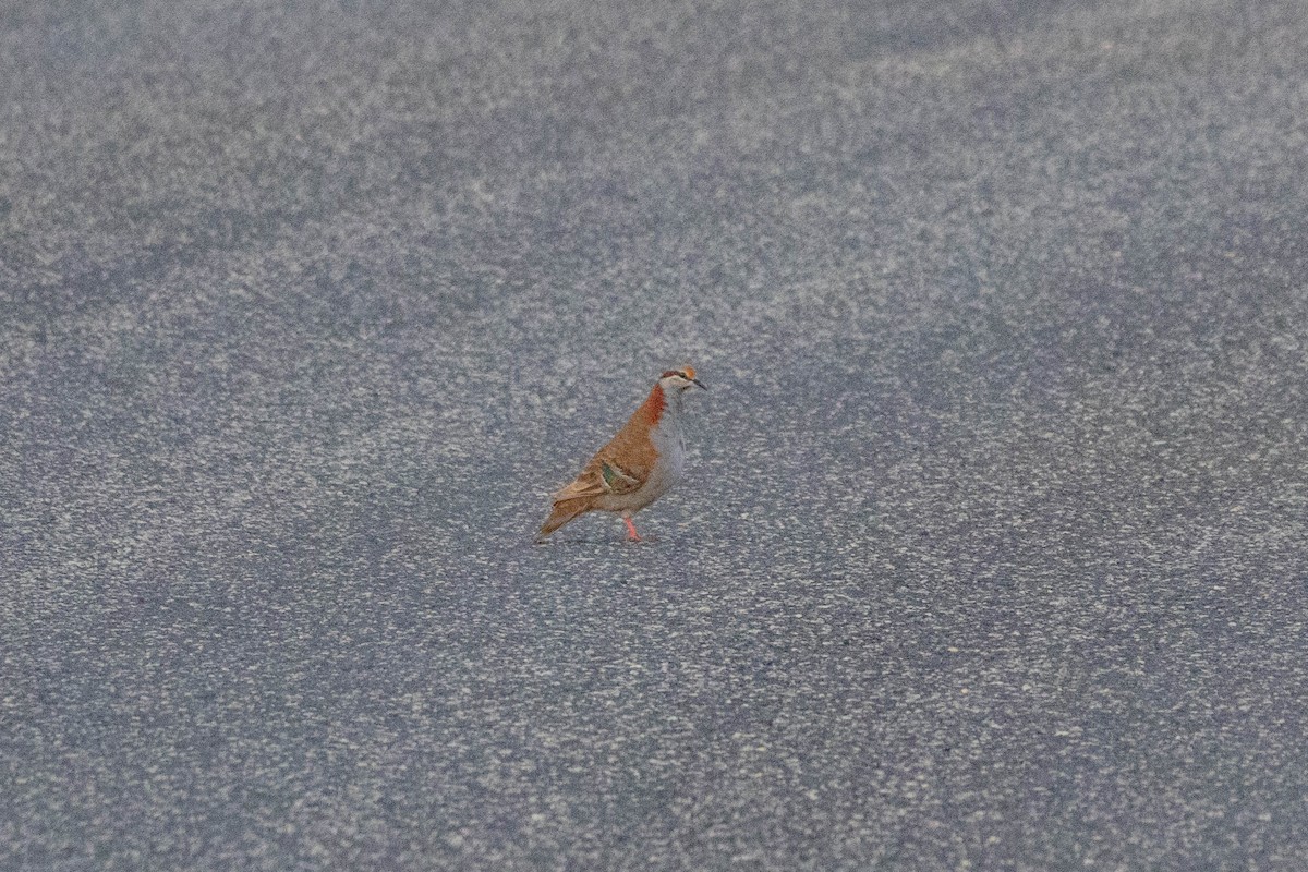 holub pestrokřídlý - ML643959753