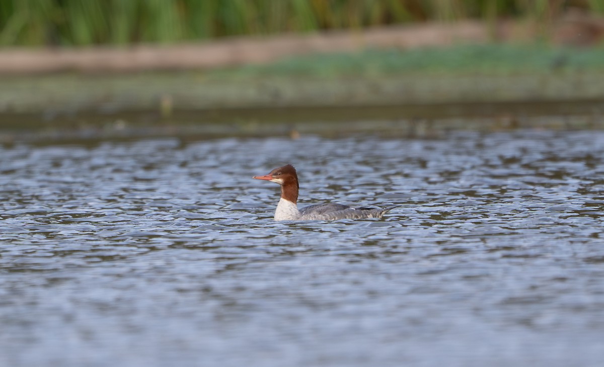 Common Merganser - ML643959761