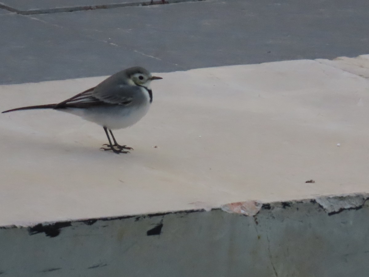 Bergeronnette grise (alba/dukhunensis) - ML643959767