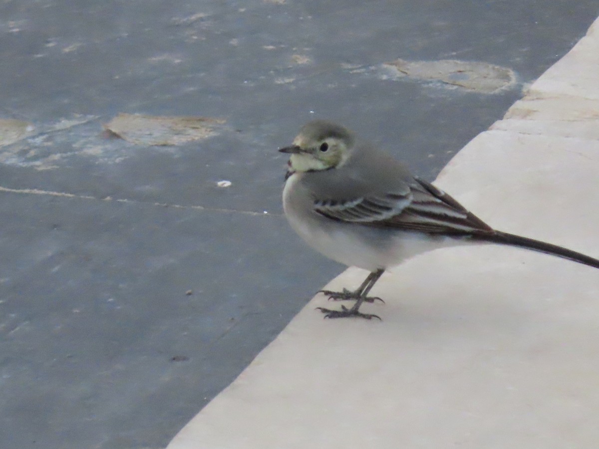 Bergeronnette grise (alba/dukhunensis) - ML643959776