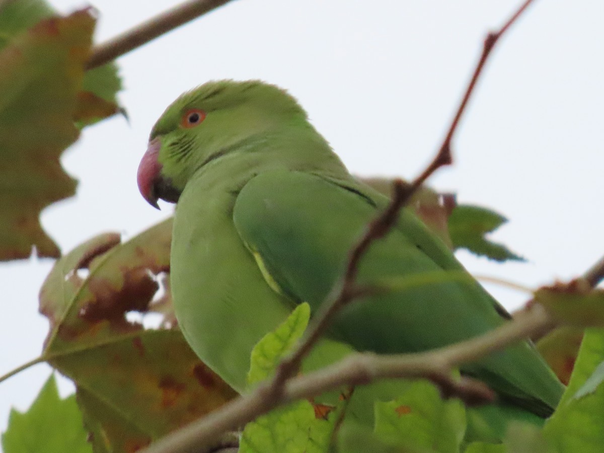 Perruche à collier - ML643959783