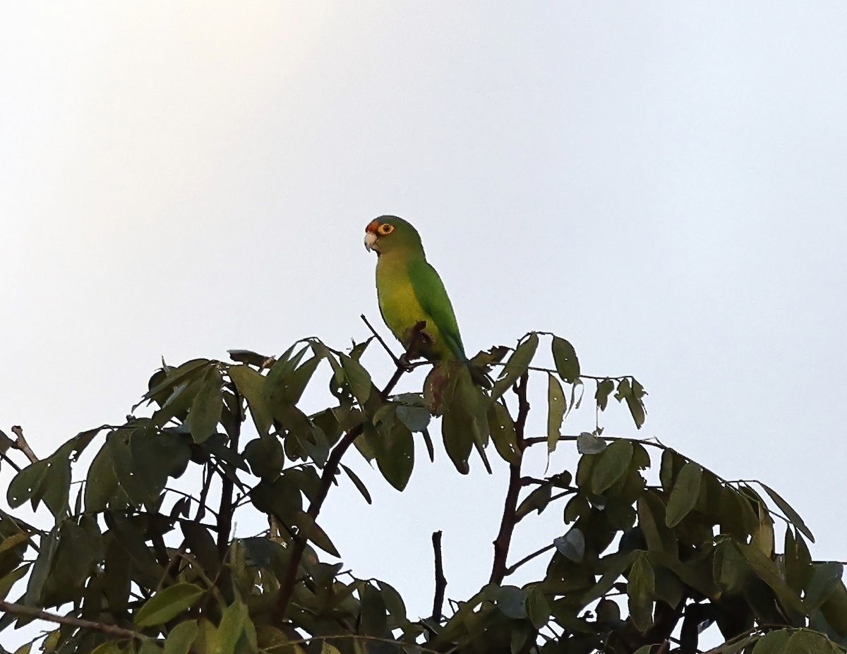 Aratinga Frentinaranja - ML643959794