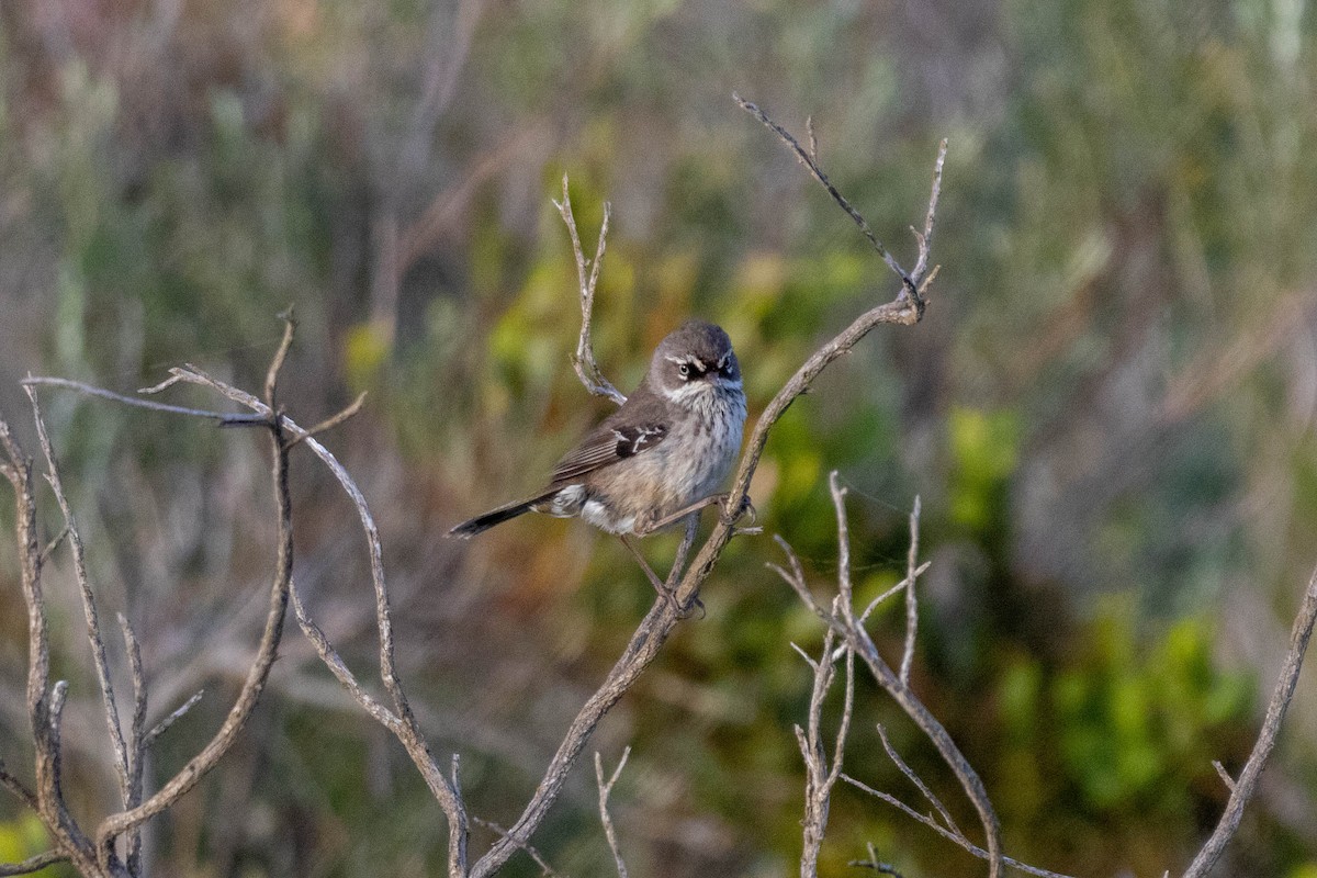 Spotted Scrubwren - ML643959797
