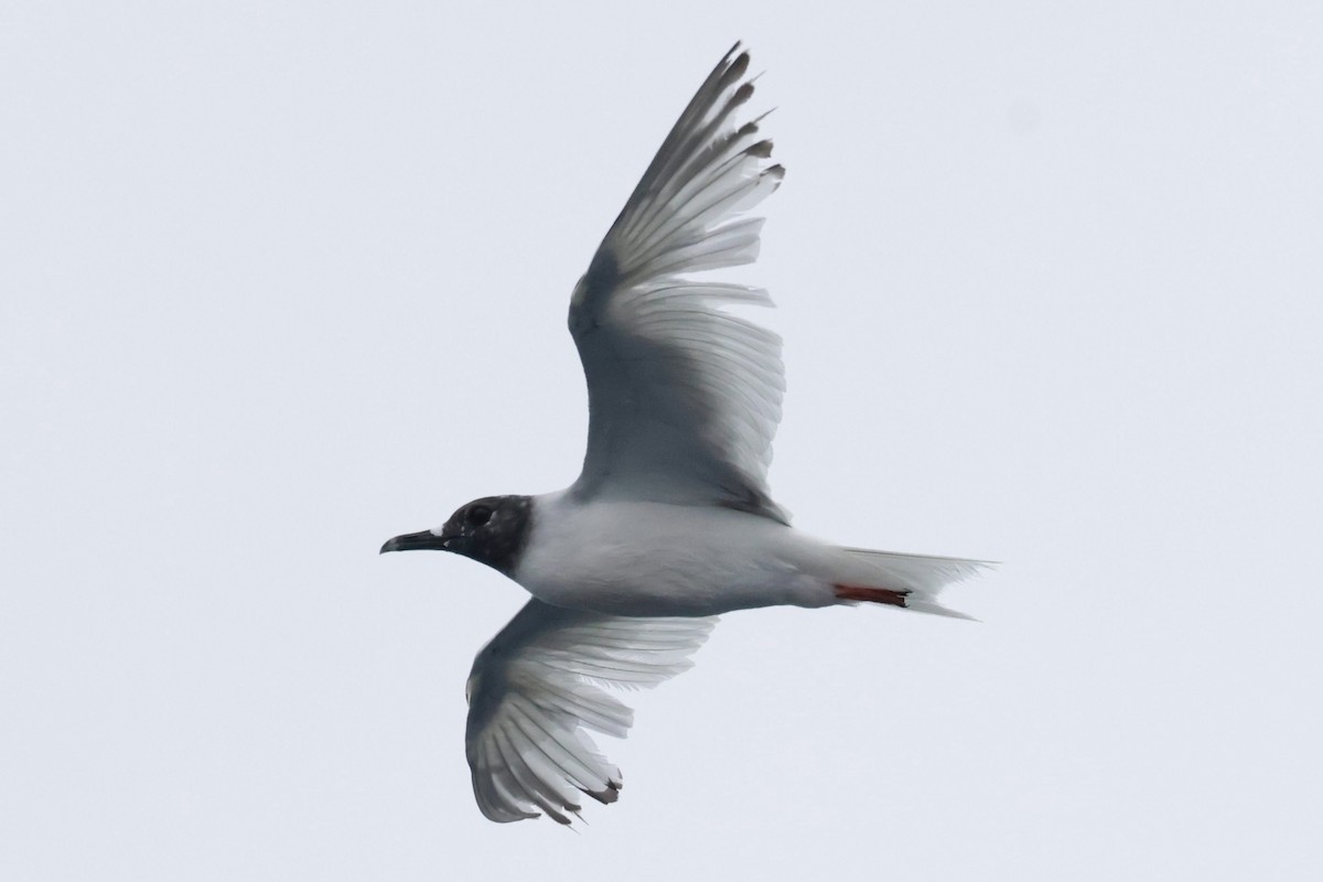 Gaviota Tijereta - ML643959802