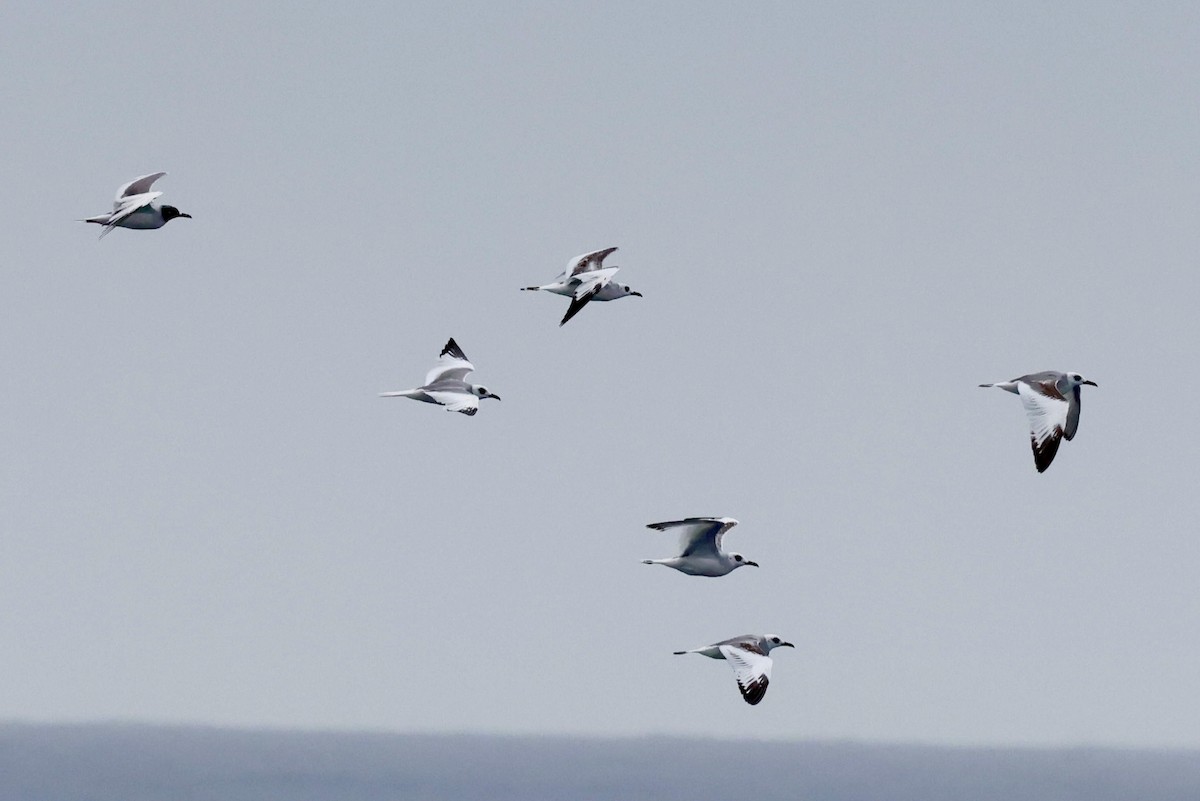 Gaviota Tijereta - ML643959803