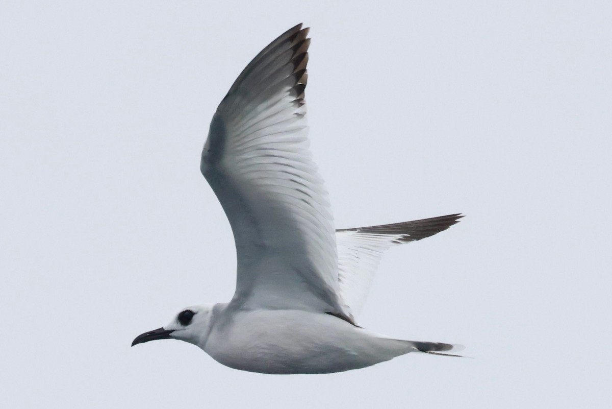 Gaviota Tijereta - ML643959804
