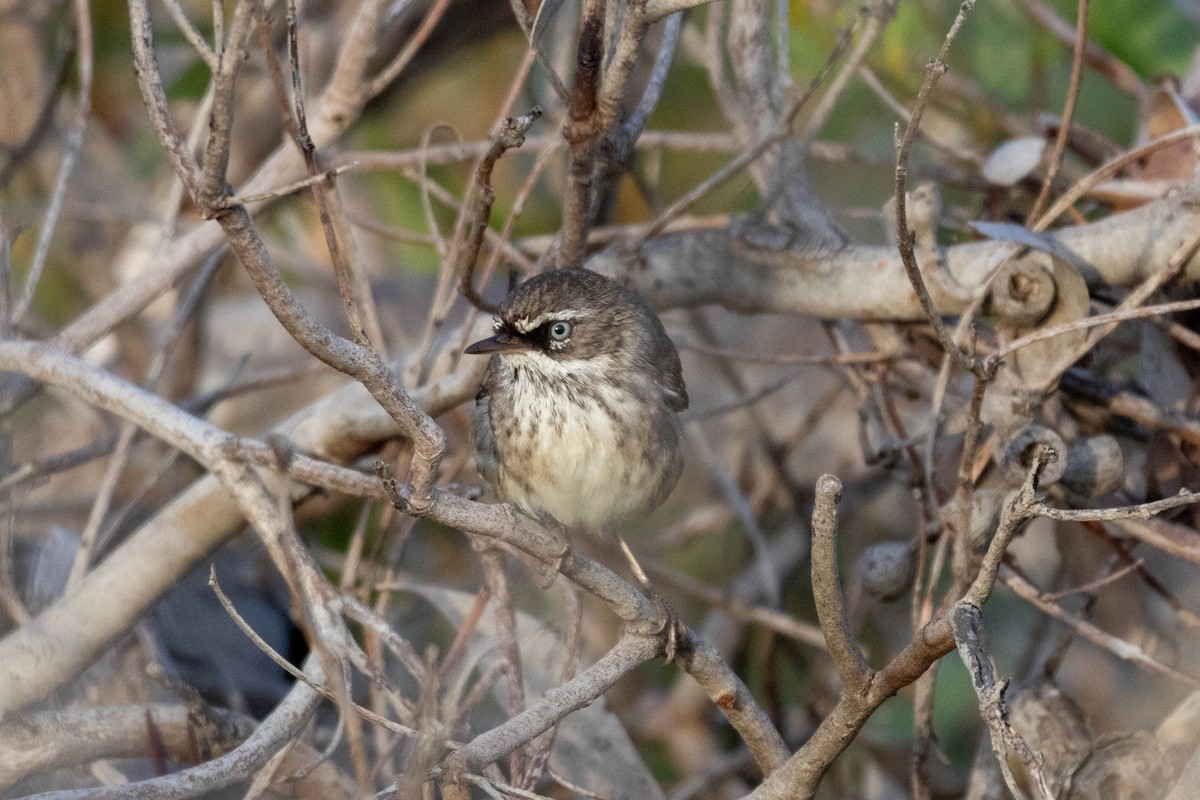 Spotted Scrubwren - ML643959806