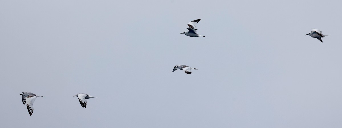 Gaviota Tijereta - ML643959807