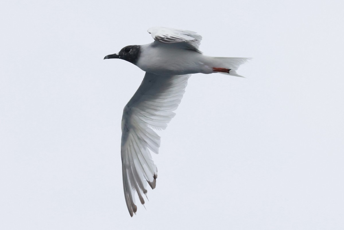 Gaviota Tijereta - ML643959808