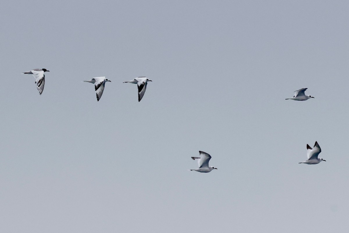 Gaviota Tijereta - ML643959810