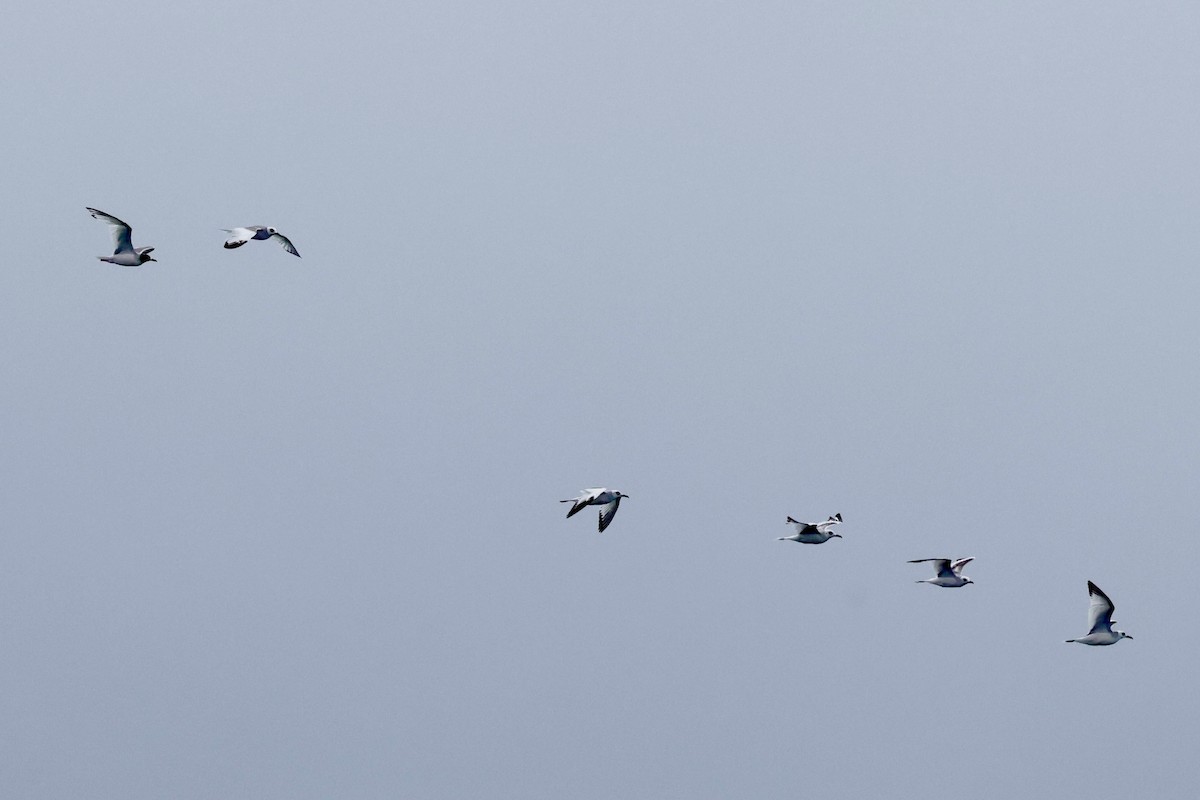 Gaviota Tijereta - ML643959811