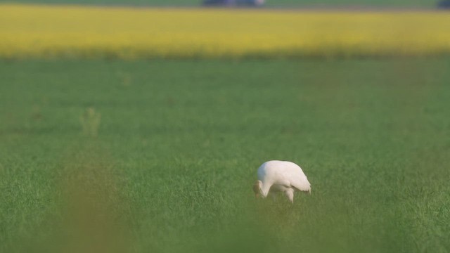 Kurrilo zuria - ML643959816