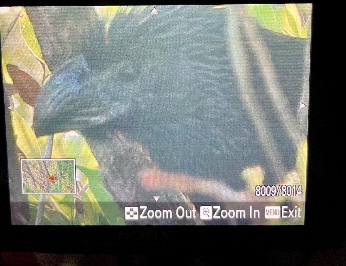 Groove-billed Ani - ML643959829