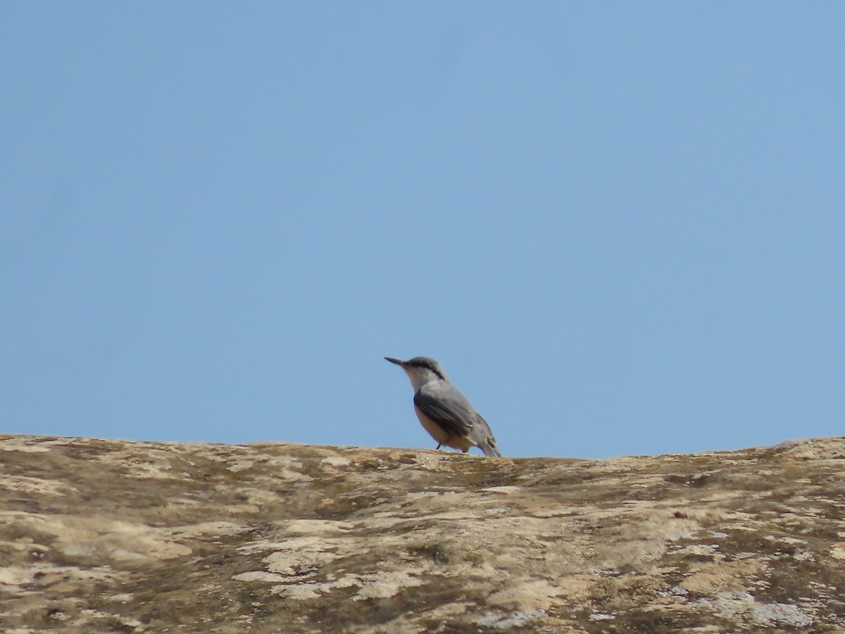 Sittelle de Neumayer - ML643959831
