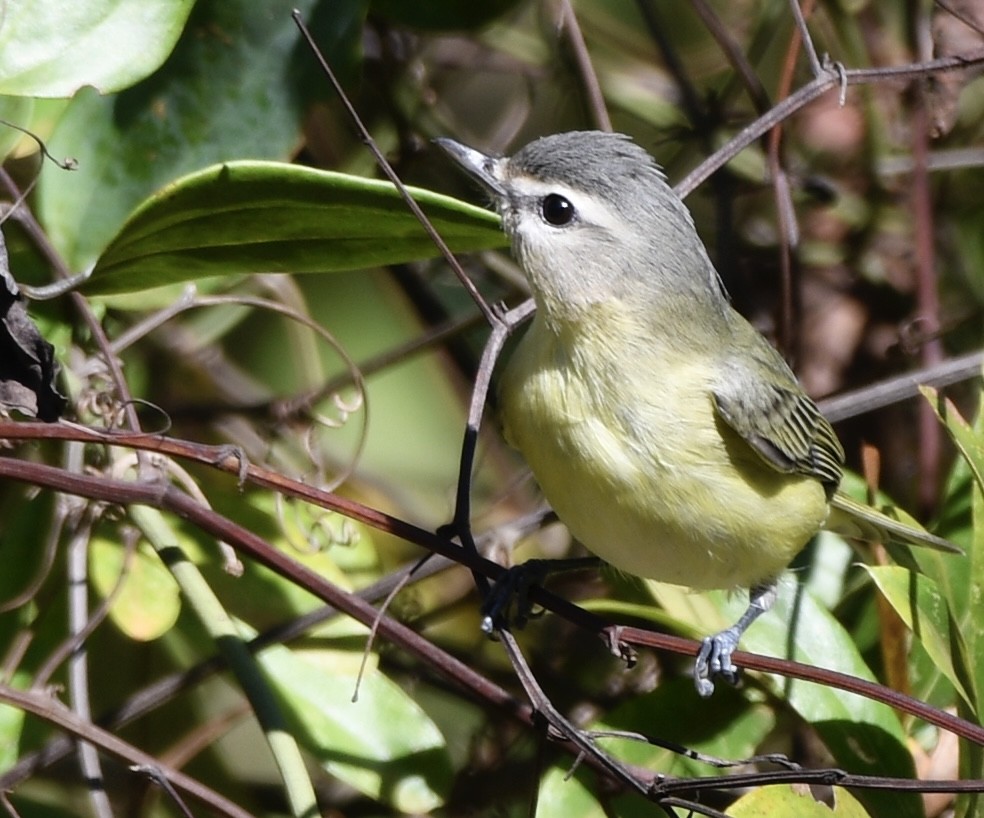 Philadelphia Vireo - ML643959832
