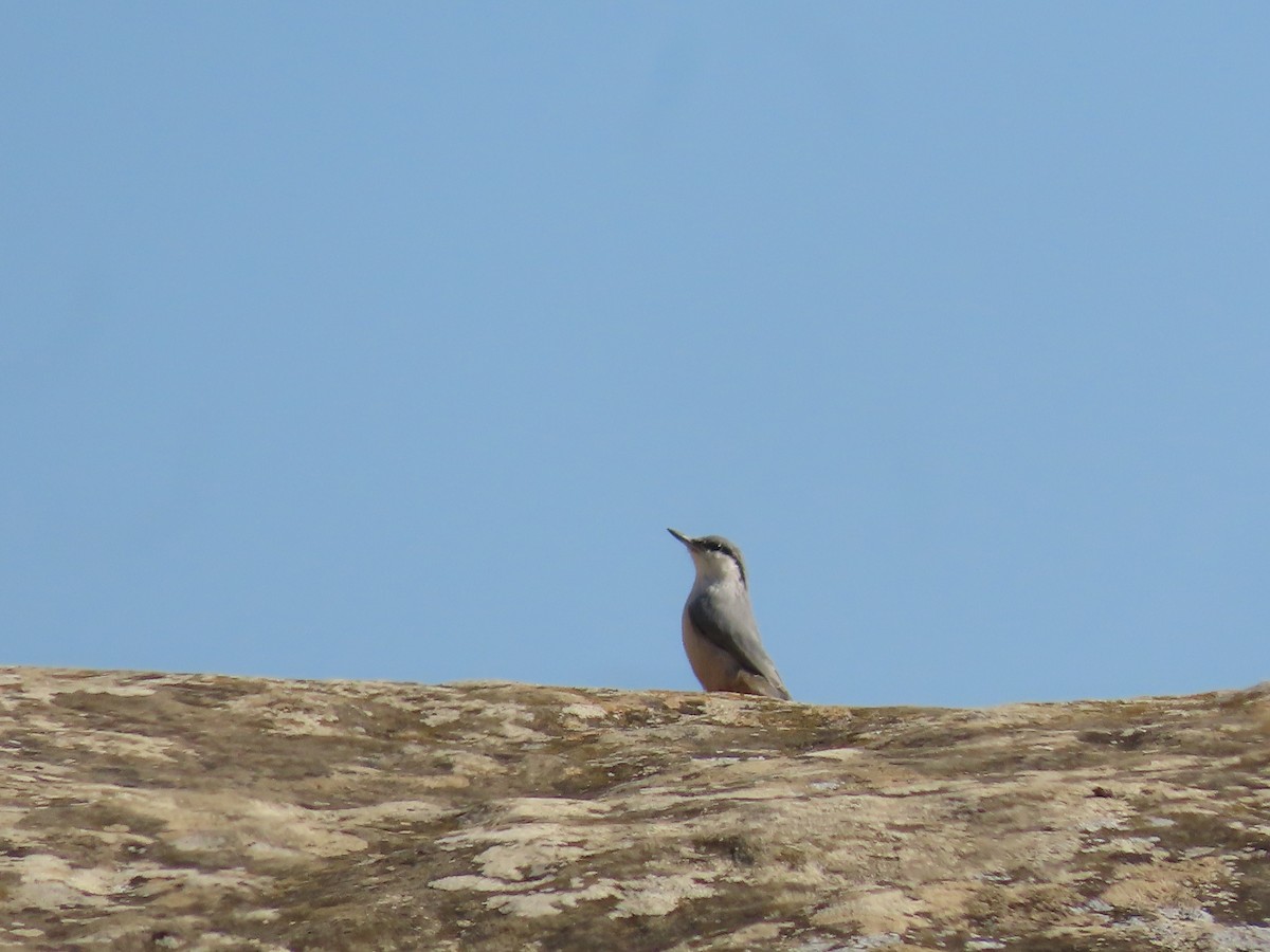 Sittelle de Neumayer - ML643959833