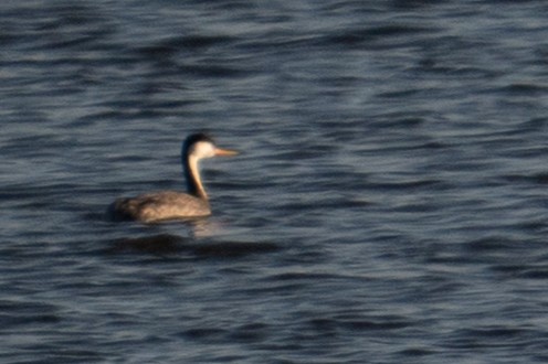 Clark's Grebe - ML643959834