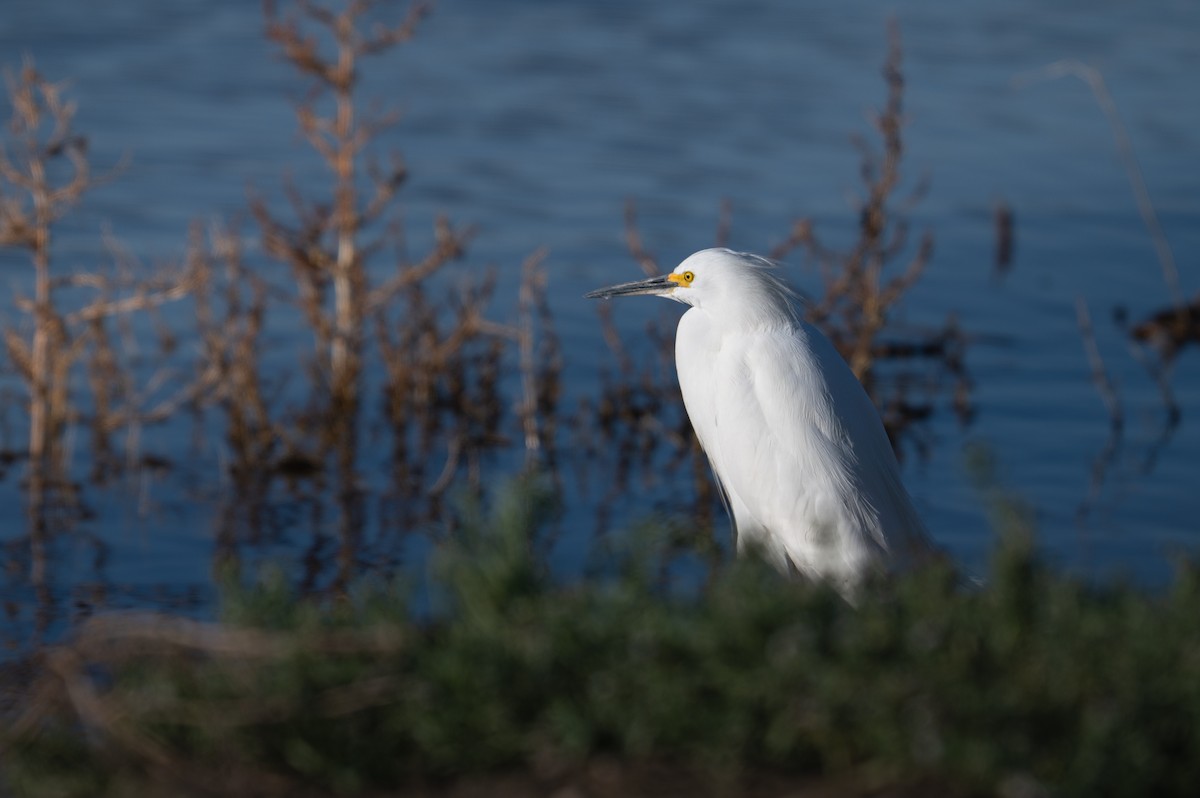 Snowy Egret - ML643959844