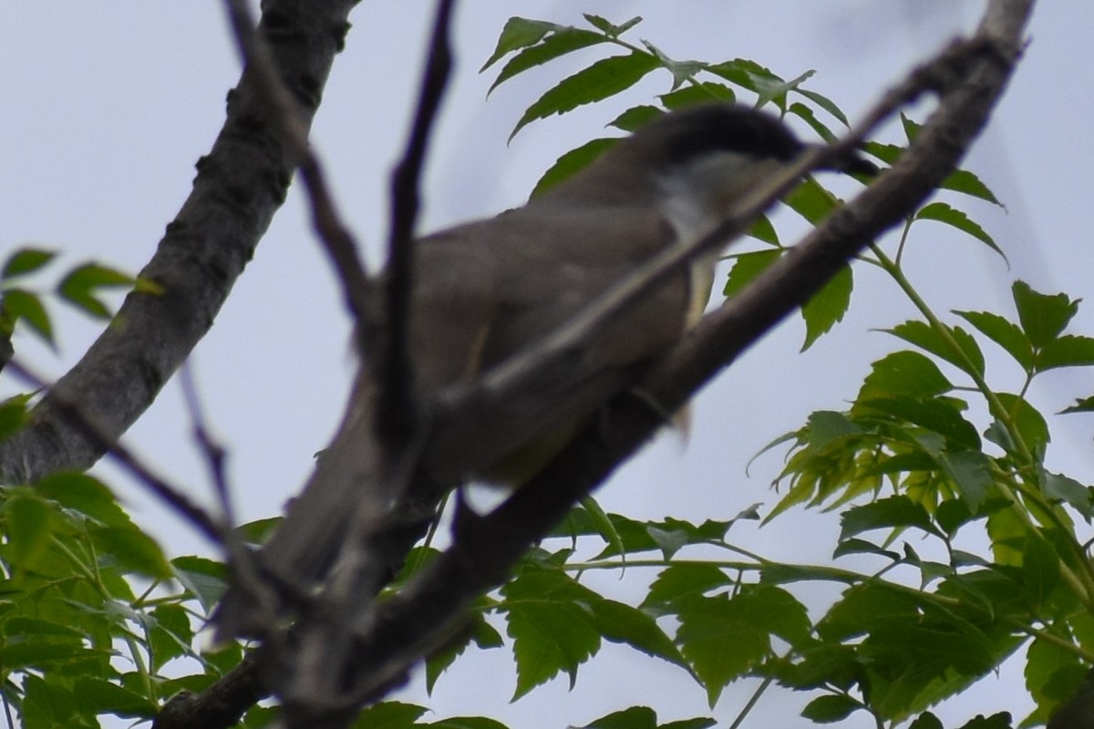 Dark-billed Cuckoo - ML643959852