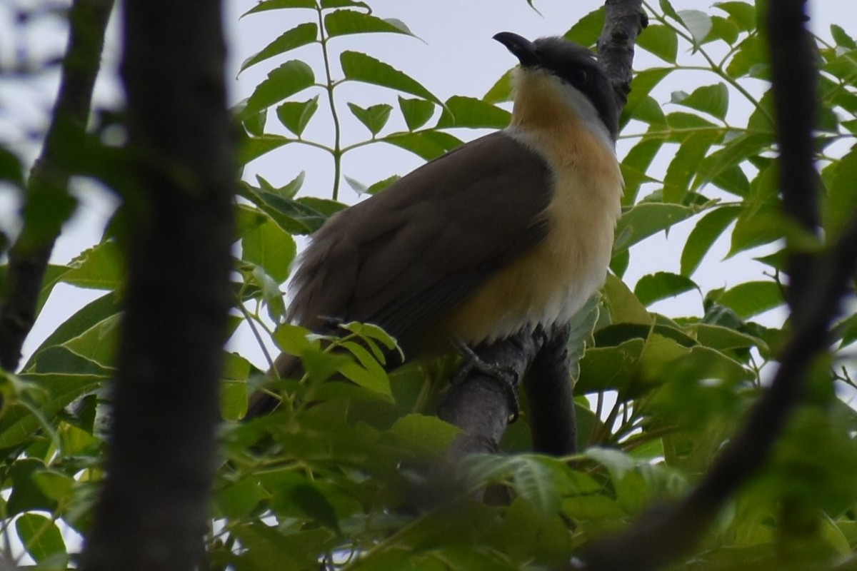 Dark-billed Cuckoo - ML643959853