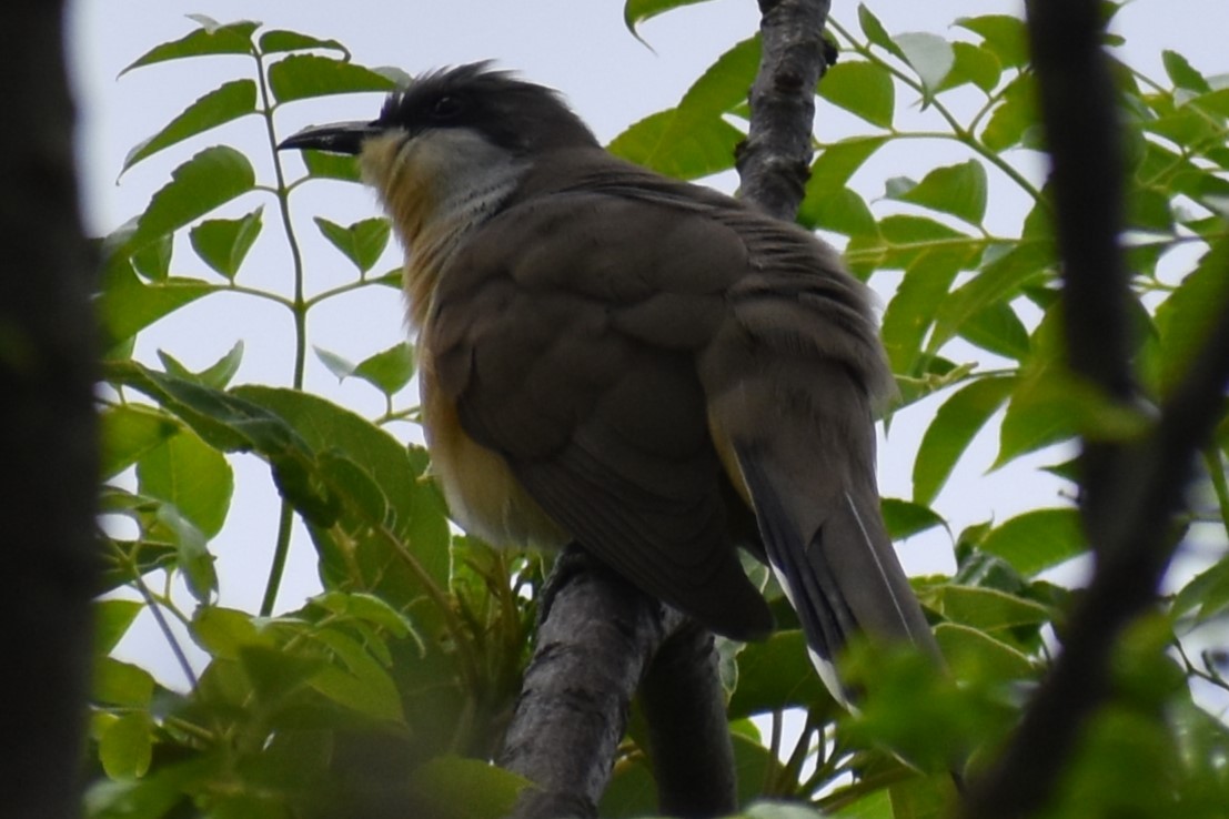 Dark-billed Cuckoo - ML643959854