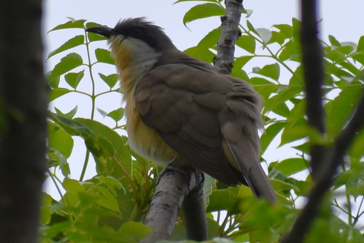 Dark-billed Cuckoo - ML643959855