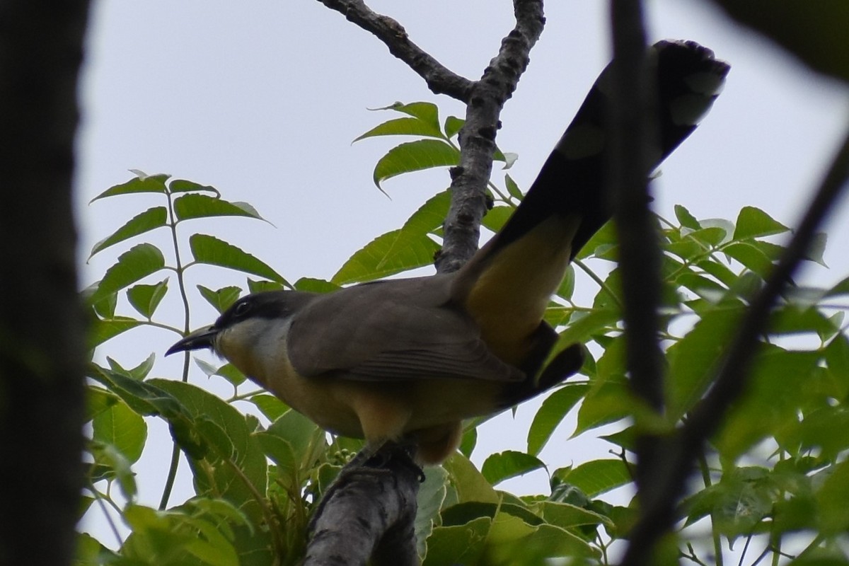 Dark-billed Cuckoo - ML643959856