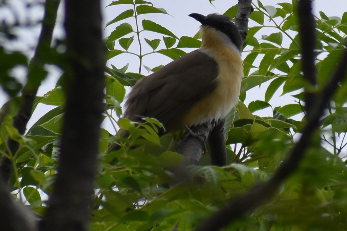 Dark-billed Cuckoo - ML643959857