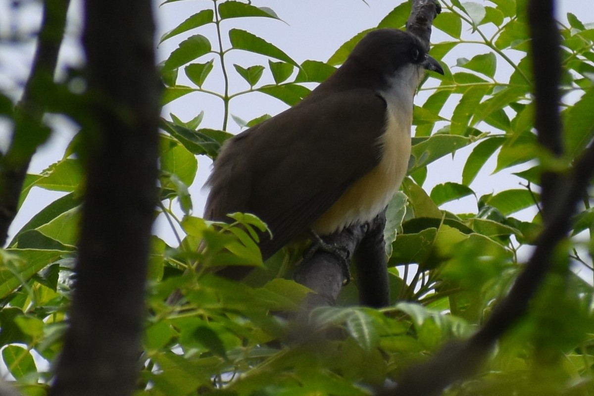Dark-billed Cuckoo - ML643959858