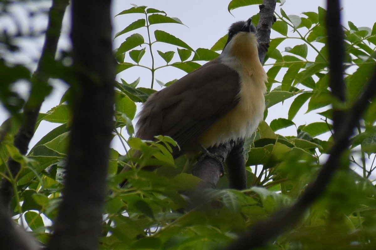 Dark-billed Cuckoo - ML643959859